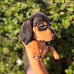 Black and tan red collar girl - Black and tan female Dachshund puppy in Lemon Grove, California from GMZ Doxies SD