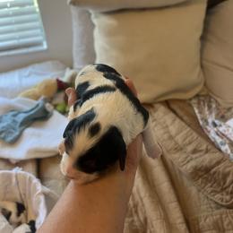 Cavalier King Charles Spaniel, Cavapoo, Maltipoo, and Poodle Puppies from Lainy's Cottage Puppies