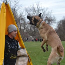 Audacity  - Belgian Malinois