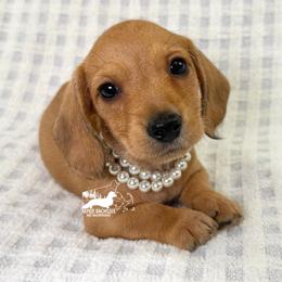 Gretta AKC - Red female Dachshund puppy in South Easton, Massachusetts from Depot Dachsies