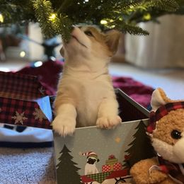 Pembroke Welsh Corgi Puppies from GLC Corgis