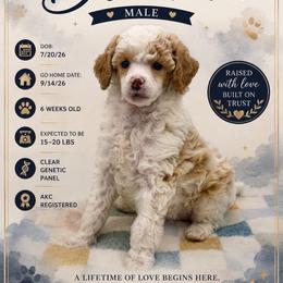 Brahma - Parti male Poodle puppy in Grass Valley, California from Sapphire Ridge Poodles