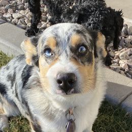 Pembroke Welsh Corgis from Idaho Lane Doodles