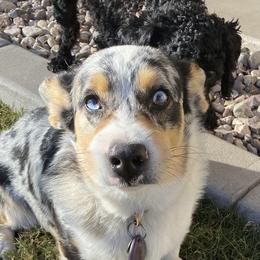 Pembroke Welsh Corgis from Idaho Lane Doodles