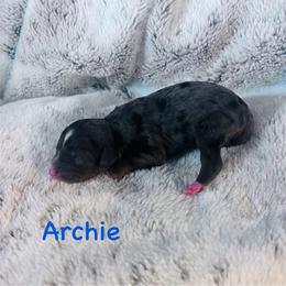 Archie - Merle female Bernedoodle puppy in Midlothian, Texas from DoodlesOjoy