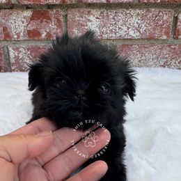 Rosie - Black female Shih Tzu puppy in Tehachapi, California from Shih Tzu Crue
