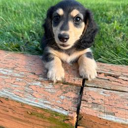 Dachshund Puppies from SWEET HONEY MINI DOXXIES