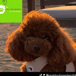 AKC Championship bloodline - Poodle