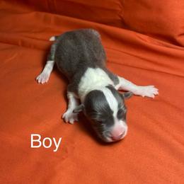 Boy 1 - Blue male Pembroke Welsh Corgi puppy in Wichita, Kansas from Little Creek Corgis