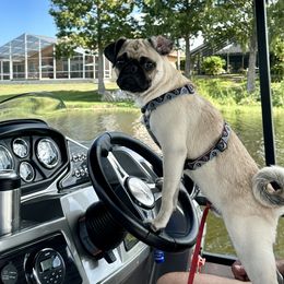 Pug All Grown Up from Immaculate Pugs