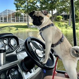Pug All Grown Up from Immaculate Pugs