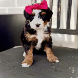 Ruby- red collar - Tri-color female Bernedoodle puppy in Salt Lake County, Utah from Coco Avenue Pups