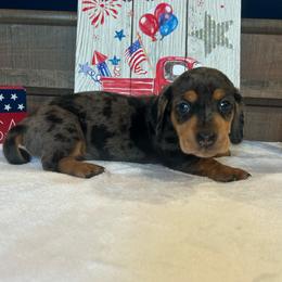 Dapple Boy - Dapple male Dachshund puppy in Stilwell, Oklahoma from Bidding Creek Dachshunds