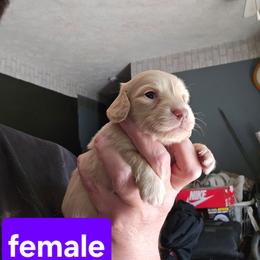 1 - Cream female Dachshund puppy in Lansing, Michigan from Black Thunder 517 Dachshunds and frenchies