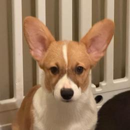 Yellow Collar - Red female Pembroke Welsh Corgi puppy in Nevada, Iowa from Rogers AKC Corgis of Iowa.