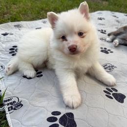 Gus McCrae - White male Pomsky puppy in Blue Earth, Minnesota from Blue Sky Pomsky
