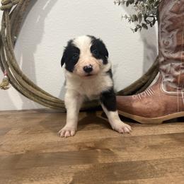 Bailey - Black and white female Border Collie puppy in Washburn, Missouri from BS Farms