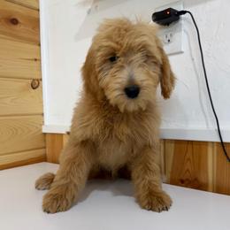 Velvet - Cream female Goldendoodle puppy in Payson, Utah from Country Sky Doodles