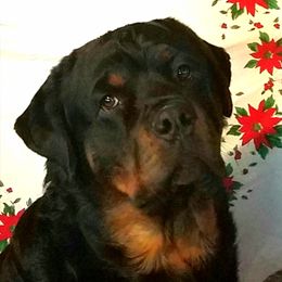 Chopper - Rottweiler