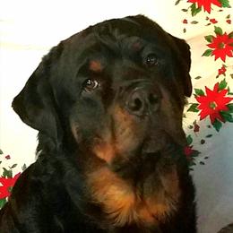 Chopper - Rottweiler