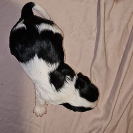 Cavalier King Charles Spaniel Puppies from Critter's Cottage Cavaliers