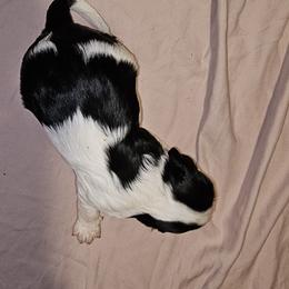 Cavalier King Charles Spaniel Puppies from Critter's Cottage Cavaliers