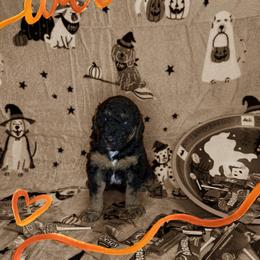 Girl 3 - Tri-color female Bernedoodle puppy in Paradise, Texas from Diamond Z Poodles & Doodles