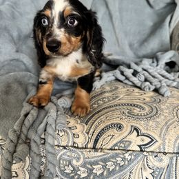 Dachshund Puppies from Suwannee River Doxies