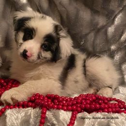Australian Shepherd and Miniature Australian Shepherd Puppies from Tapestry Australian Shepherds