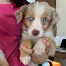 Scotch, AKC Red Merle Boy with Tail - Red merle male Miniature Australian Shepherd puppy in Douglas, Arizona from Starry-Eyed Mini Aussies with Tails