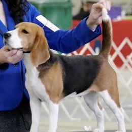 Honey - Beagle