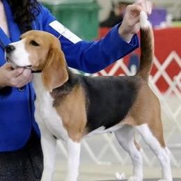 Honey - Beagle