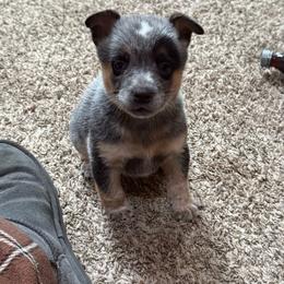 Boy 3 - Blue speckled male Australian Cattle Dog puppy in Concrete, Washington from Back Country Australian Cattle dogs