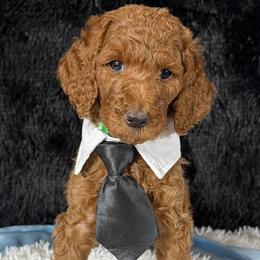 Green boy - Red  male Poodle puppy in Bowling Green, Kentucky from Ritzy Red Poodles