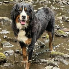 Bernedoodles, Bernese Mountain Dogs, Poodles, and Sheepadoodles from Bubbling Springs Doodles, LLC