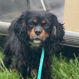 Noah - Cavalier King Charles Spaniel