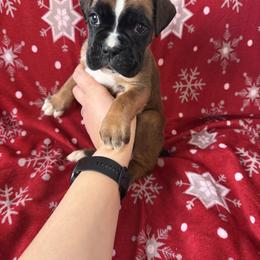 Boxer Puppies from Goose River Boxers Co