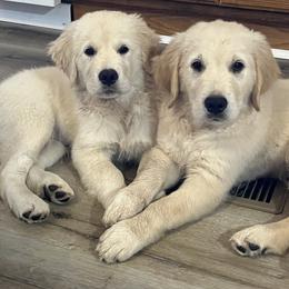 Golden Retriever Puppies from Mia Ragazza Golden Retrievers