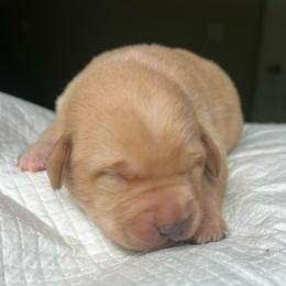 Tan boy - Yellow male Labrador Retriever puppy in Monticello, Georgia from Hollow Meadows Retrievers
