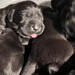 Boy 5 - Labrador Retriever puppy in Menomonee Falls, Wisconsin from Steppinstone Dog Training and Labradors/BC’s