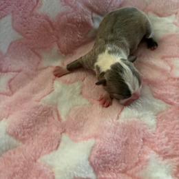 Girl 4 - Blue female Boston Terrier puppy in Charleston, West Virginia from Mountain Momma Bostons