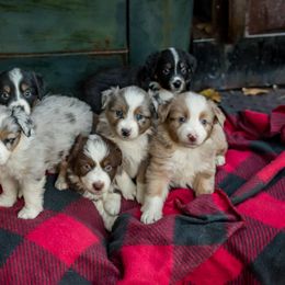 Miniature Australian Shepherd Puppies from Fireside Mini Australian Shepherds
