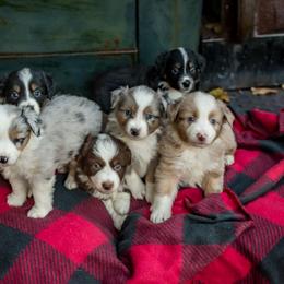 Miniature Australian Shepherd Puppies from Fireside Mini Australian Shepherds