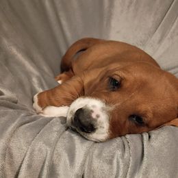 Sammy - Brown and white male Basset Hound puppy in Imler, Pennsylvania from Happy Hounds