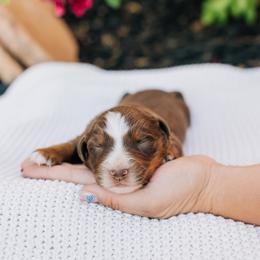 Dewey - Red tri male Miniature Australian Shepherd puppy in Enoch, Utah from Twisted H Aussies