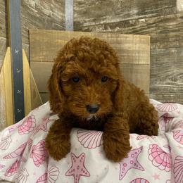 Bella - Red  female Poodle puppy in Osseo, Michigan from Paws in the Country