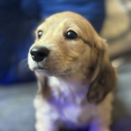 Pearl - Cream female Dachshund puppy in Rialto, California from DashiesDach