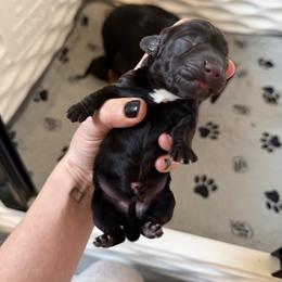 Purple Girl - Black female Dachshund puppy in Lexington, Kentucky from Wilderness Weenies