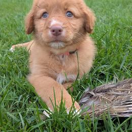 Pink - Red female Nova Scotia Duck Tolling Retriever puppy in Belmont, Ohio from Rosecreek Tollers