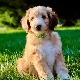 Hugo Boss - Blue merle male Aussiedoodle puppy in Decatur, Illinois from Signature Doodles